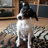 dachs2