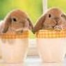 Oberzicke07