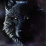 Wolfi78