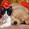 sweety55