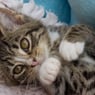 Mietzekatz