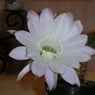Renate0104