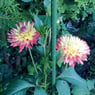 Galeopsis79