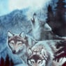 grauerwolf33