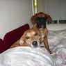 lilli2007hh