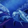 lovedelfin