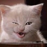 cats00