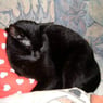 pet11964