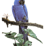 Vogelmama