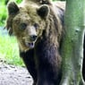 baer60