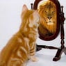 tigerkatze8