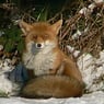 fuchs1961