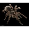 Blackspinne