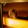 Schnuffel780