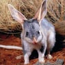 bilby