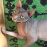 Kitti01