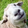 MulleSchaf