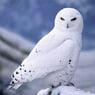 Schneeeule52