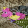 Maggymaus