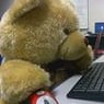 teddybaaer
