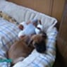 schnittchen3