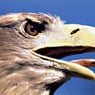 sternenadler