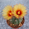 asterias