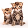 feline55