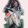 koelner1976
