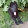 balu1501