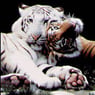 Tigerchen80x