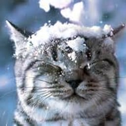image of slandersnow88