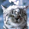 slandersnow88