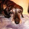 Henk