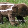 XXTapirXX
