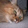 mindi2008