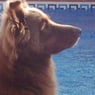 Barni2