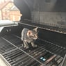 wildkatze79