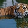 Tiger261980
