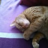 Conny2006