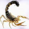 skorpion25
