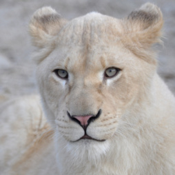 image of whitelioness