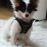 Meike34