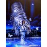 MrTiger2