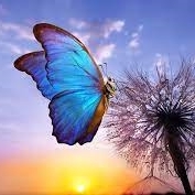 image of BellaButterflei