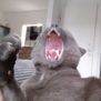 SaliBalu