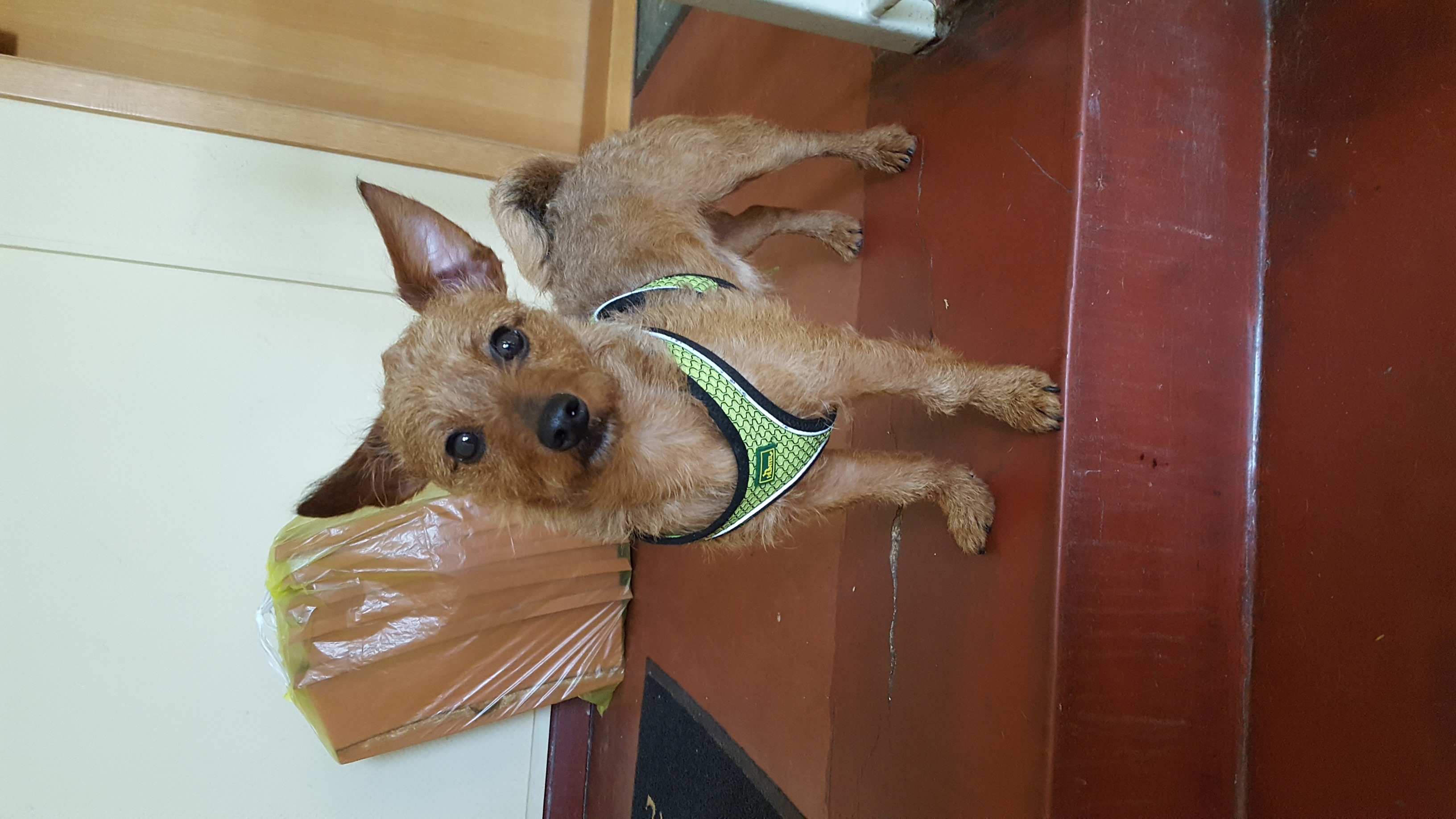 Rocky neuer Hund am Silvester geboren