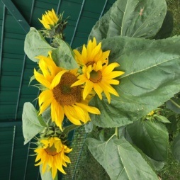 image of NatureMagi
