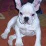 frenchbully
