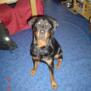 rottihunde